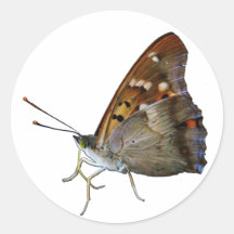 Papillon Adhésif