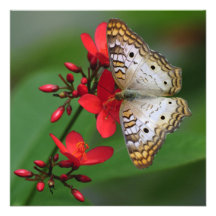 Papillon blanc sur les fleurs rouges faire-parts