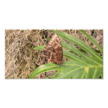 Papillon bleu de Morpho Photos Sur Toile