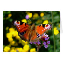 Papillon Carte De Vœux