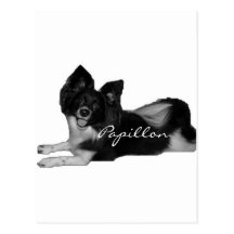Papillon Carte Postale
