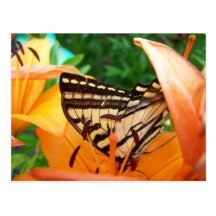 Papillon Cartes Postales