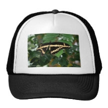 Papillon Casquettes
