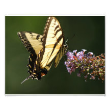 Papillon de flottement épreuve photographique 10 x