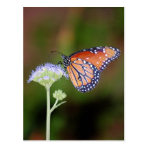 Papillon de la Reine Cartes Postales