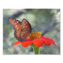 Papillon de la Reine sur le tournesol mexicain Impression Photo