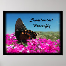 Papillon de machaon de Spicebush Posters