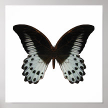 Papillon de marbre de machaon posters