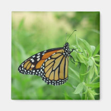 Papillon de monarque aimants