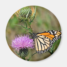 Papillon de monarque aimants pour réfrigérateur