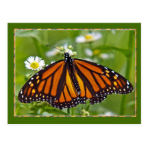 Papillon de monarque cartes postales