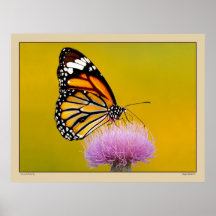 Papillon de monarque explorant un chardon pourpre posters