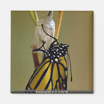 Papillon de monarque naissant aimants