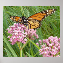 Papillon de monarque poster