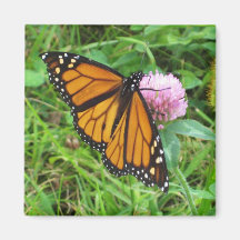 Papillon de monarque sur le trèfle aimant