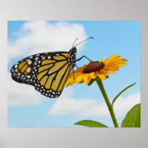 Papillon de monarque sur une Susan observée par no Poster