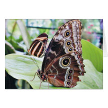 Papillon de papillons carte de vœux