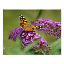 Papillon débarquant l'épreuve photographique 11 x 