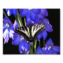 papillon du machaon 8X10 sur le delphinium Photographie D’art
