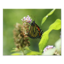 Papillon épreuve photographique 10 x 8