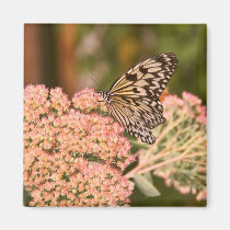 Papillon et fleurs magnets