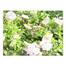 Papillon et fleurs tirages photo