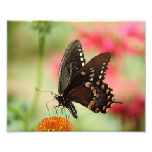 Papillon fier épreuve photographique 10 x 8