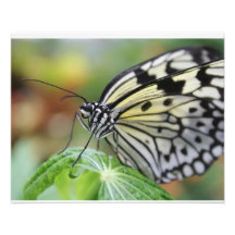 Papillon Impressions Photo