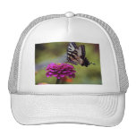 Papillon jaune de machaon casquette