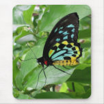 Papillon Mousepad ! Tapis De Souris