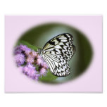 Papillon noir et blanc de nymphe tirage photo