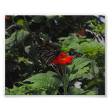 Papillon Photographe