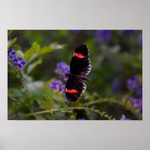 papillon affiches