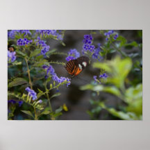 papillon posters