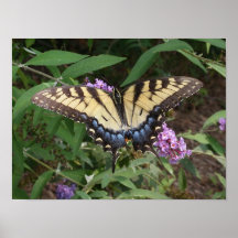 Papillon Posters