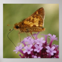 Papillon Posters