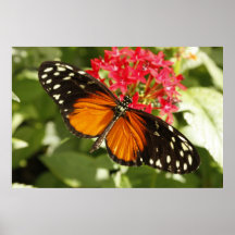 Papillon Posters