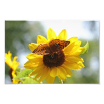 Papillon sur la fleur jaune impressions photographiques