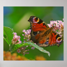 Papillon sur la tête de fleur en été poster
