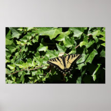 papillon sur l'affiche de lierre