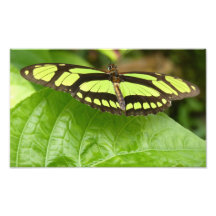 papillon vert photos