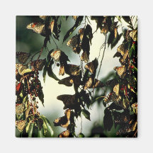 Papillons de monarque aimants