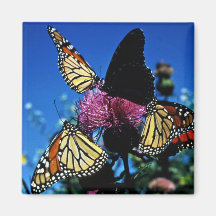 Papillons de monarque aimants pour réfrigérateur