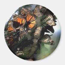 Papillons de monarque magnets