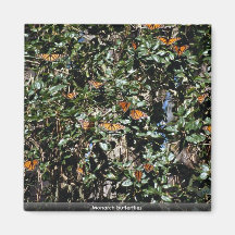 Papillons de monarque magnets