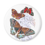 Papillons - orange et Brown