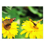 Papillons - photo