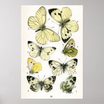 Papillons Affiche