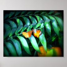 Papillons Posters