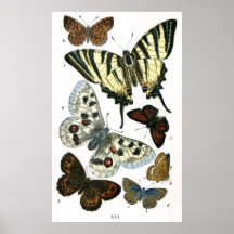 Papillons Affiche